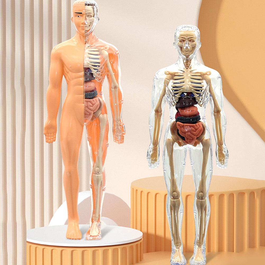 Human Body Puzzle - Modelo de torso humano 3D para