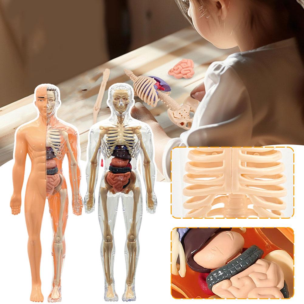 Modelo de torso humano 3D para - Human Body Puzzle reseña y precio