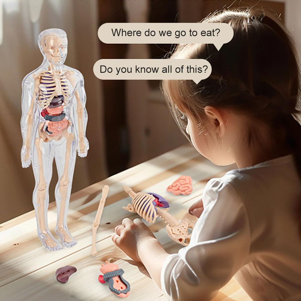 Modelo de torso humano 3D para - Human Body Puzzle reseña y precio