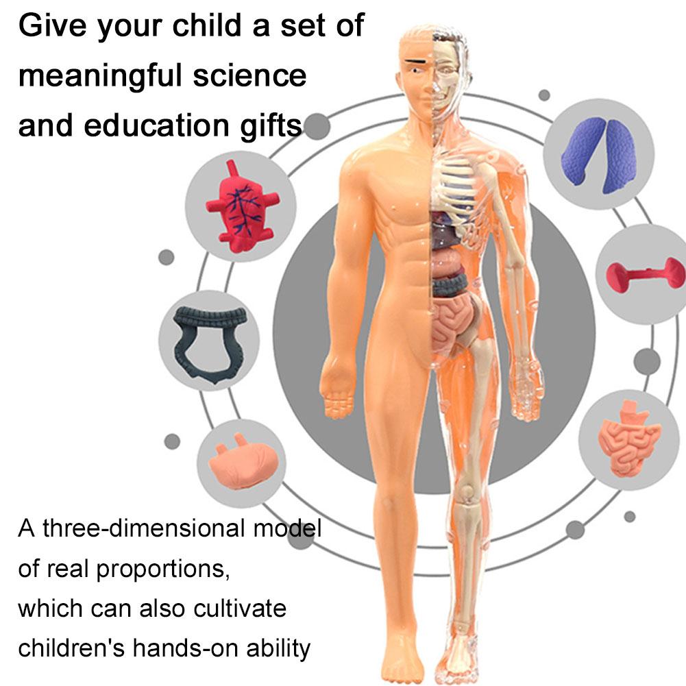 Modelo de torso humano 3D para - Human Body Puzzle reseña y precio