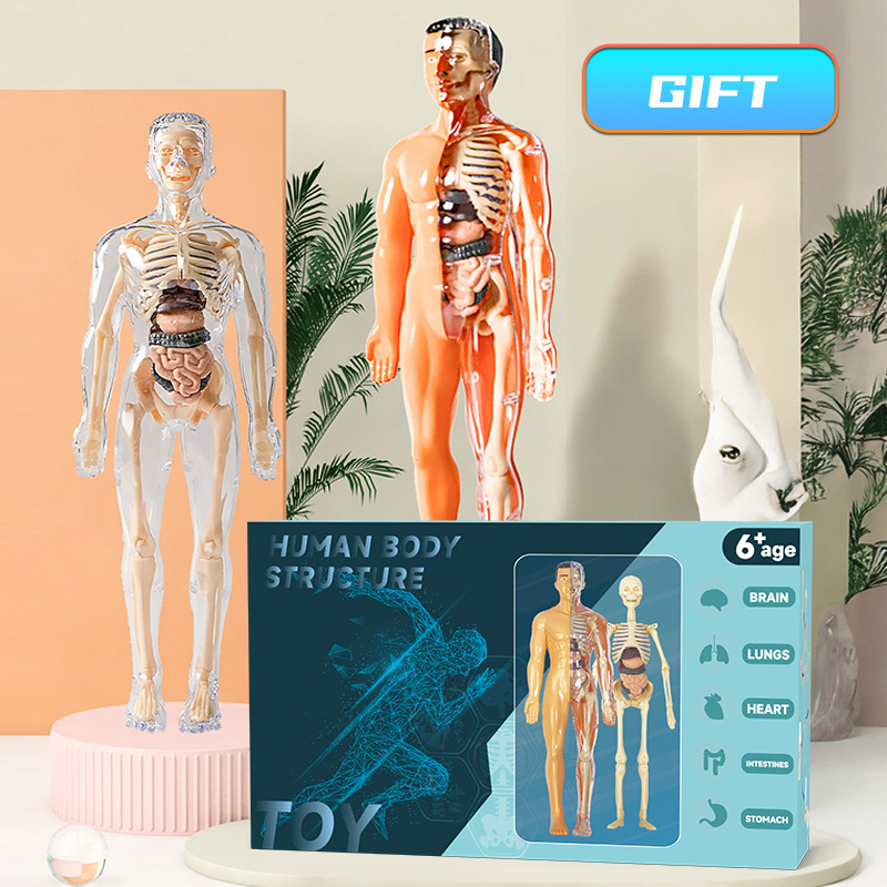 Modelo de Torso humano 3D, esq - Human Body Puzzle reseña y precio